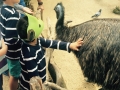 Petting Emus